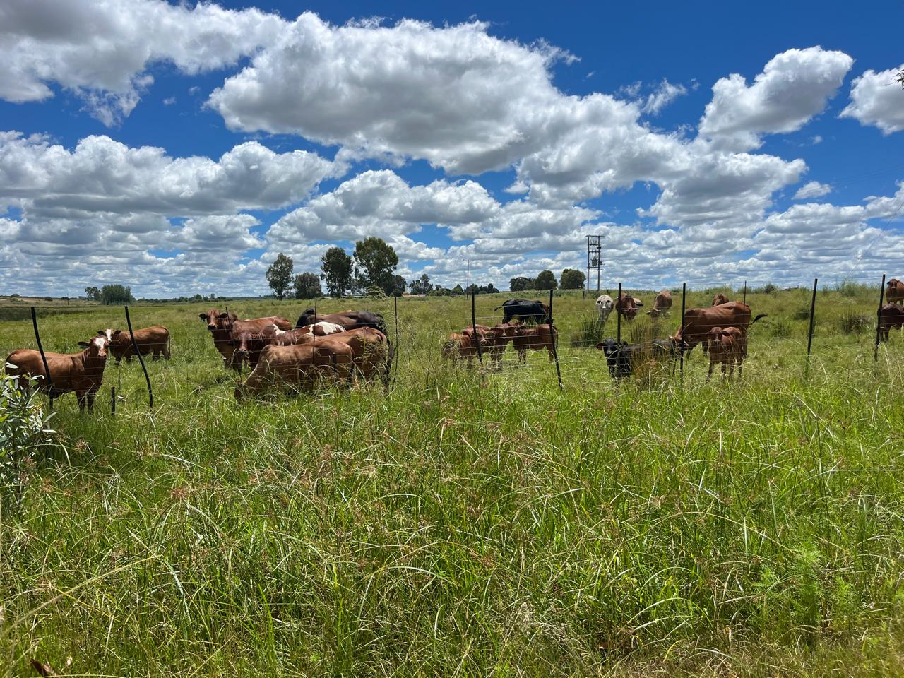 Cattle grazing open veld on the family farm in the North West